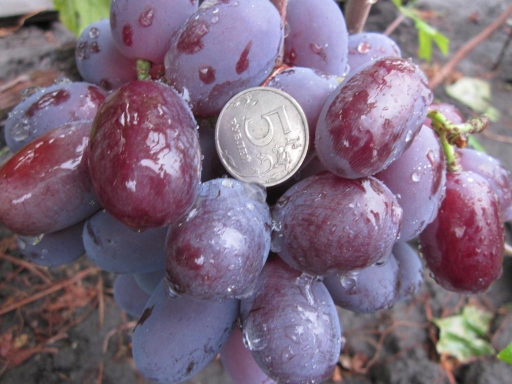 Виноград бонапарт описание сорта фото отзывы видео Виноград бонапарт описание сорта фото отзывы видео