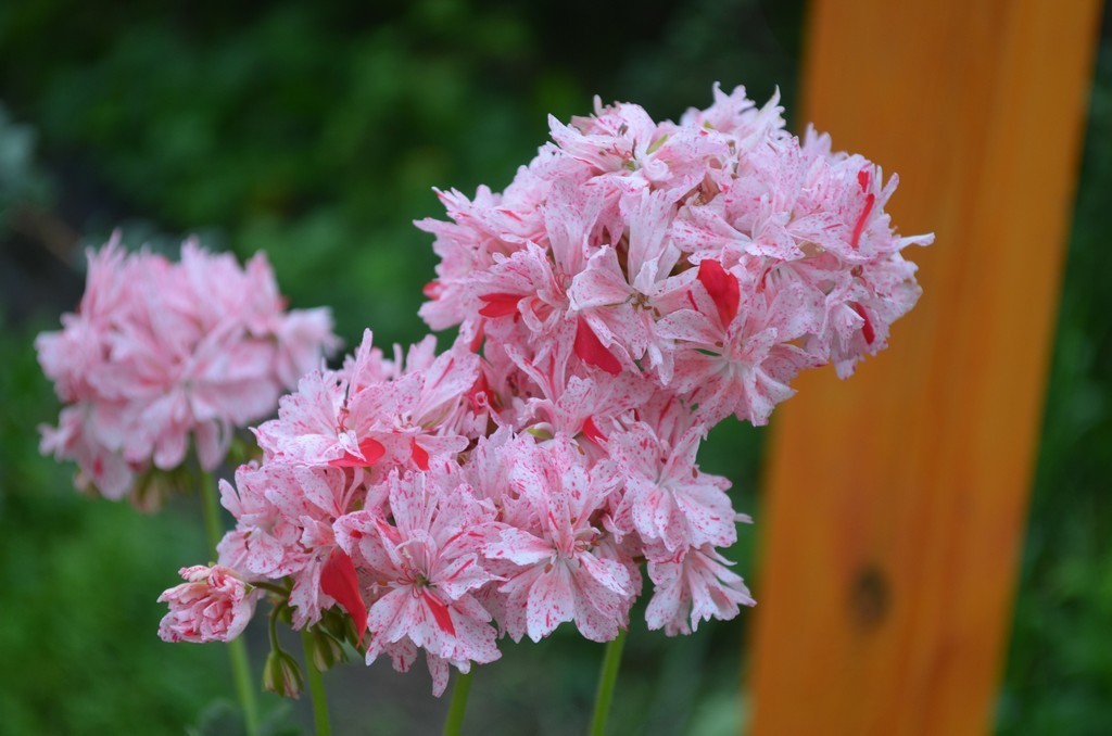 Герань игольчатая розовая фото Герань игольчатая розовая фото