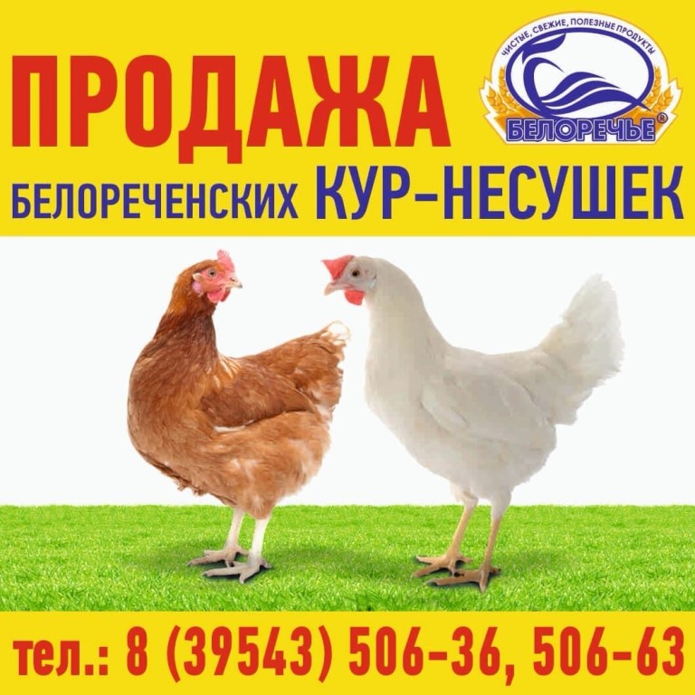Несушка Ру Официальный Сайт Цены Интернет Магазин