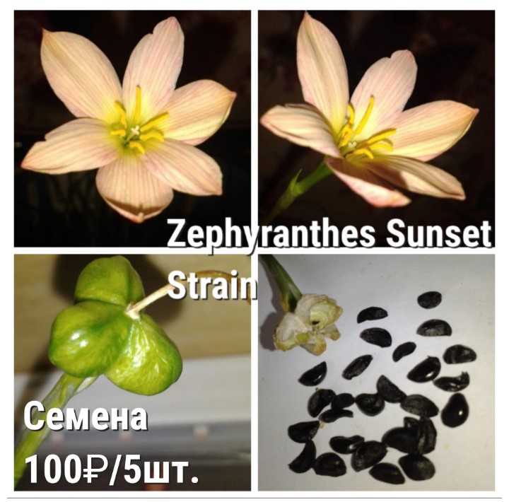 Как выглядят семена зефирантеса фото Как выглядят семена зефирантеса фото