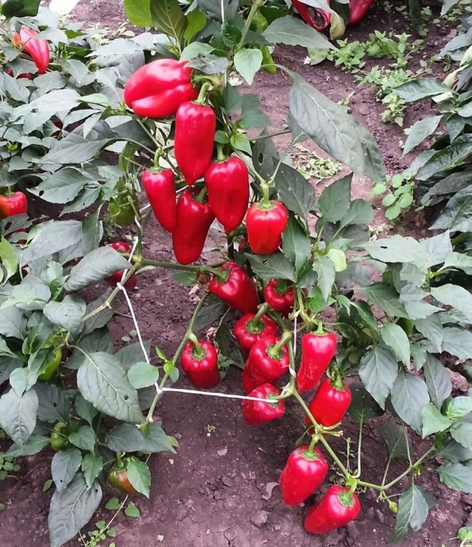 Перец египетская сила отзывы фото Перец египетская сила отзывы фото