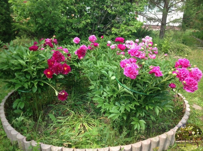 Пионы как красиво посадить фото Пионы как красиво посадить фото