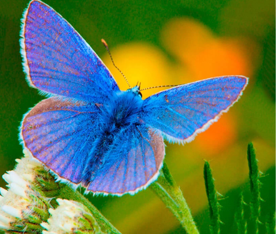 Голубянка икар бабочка фото Голубянка икар бабочка фото