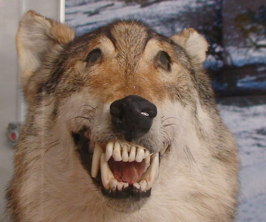 Прикол фото волк Прикол фото волк