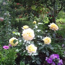 image?t=52&bid=803112794560&id=803112794